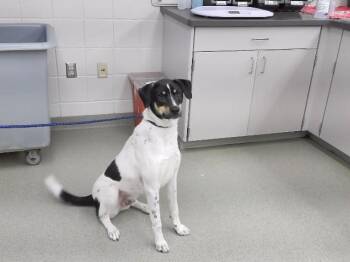 TRIPLE H -  Labrador Retriever and Mixed Breed Dog for Adoption in Omaha, Nebraska - TRIPLE H | PetCurious