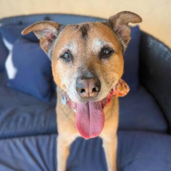 Hurley -  Labrador Retriever Dog for Adoption in Ramona, California - Hurley | PetCurious