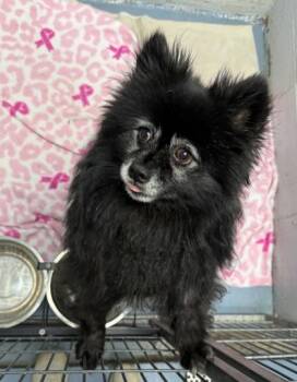 Shiloh -  Pomeranian Dog for Adoption in Lafayette, Indiana - Shiloh | PetCurious