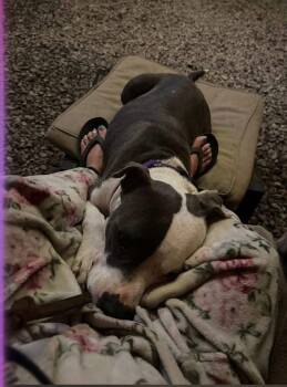 Pit Bull Terrier Dogs Available for Adoption in Ocean Township, New Jersey - Galiano- LOVES Kids | PetCurious