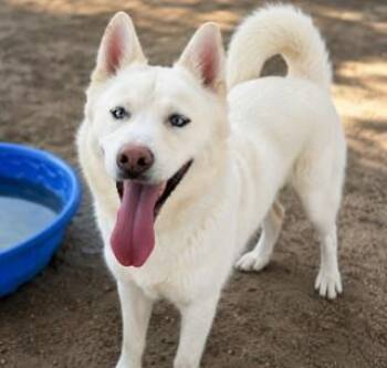 MAX -  Siberian Husky and Mixed Breed Dog for Adoption in Thousand Palms, California - MAX | PetCurious