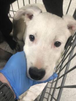 Labrador Retriever and Mixed Breed Dogs Available for Adoption in Conroe, Texas - A427027 | PetCurious