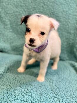 Misty -  Australian Shepherd and Mixed Breed Dog for Adoption in Urbandale, Iowa - Misty | PetCurious