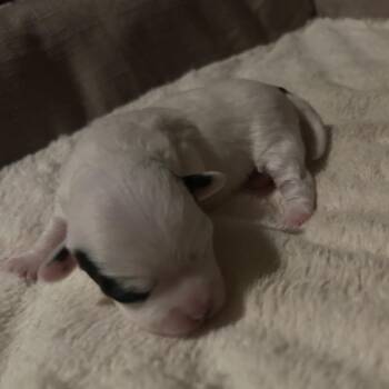 Roxy baby 1 -  Chihuahua and Mixed Breed Dog for Adoption in Ferndale, Washington - Roxy Baby 1 | PetCurious