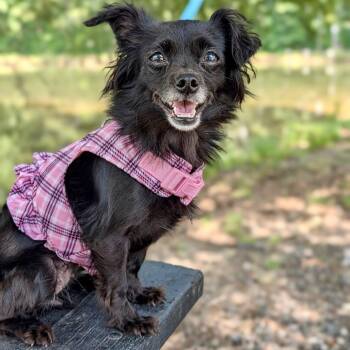 Sweet Pea 06-1015 -  Chihuahua Dog for Adoption in Tyrone, Georgia - Sweet Pea 06-1015 | PetCurious
