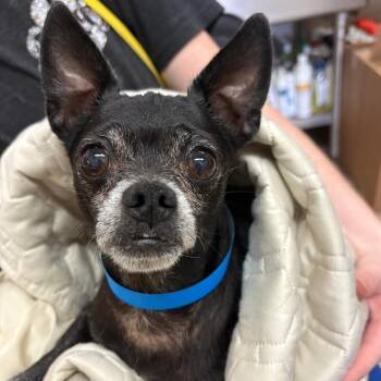 Taco Bell -  Chihuahua Dog for Adoption in Ardmore, Oklahoma - Taco Bell | PetCurious