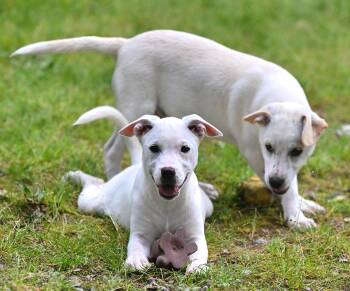 Terrier Dogs Available for Adoption in Falmouth, Maine - Bianca | PetCurious