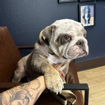 Mabel -  English Bulldog and Mixed Breed Dog for Adoption in Turlock, California - Mabel | PetCurious