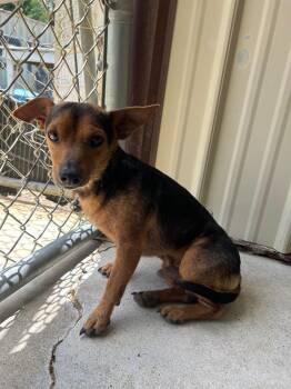 Chile Relleno -  Rat Terrier Dog for Adoption in Morgantown, Kentucky - Chile Relleno | PetCurious