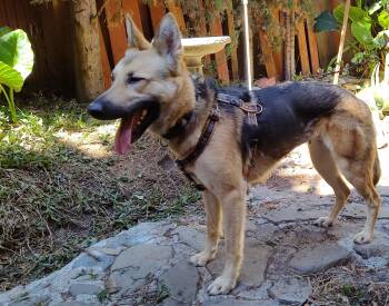 Petal -  German Shepherd Dog Dog for Adoption in Lafayette, California - Petal | PetCurious