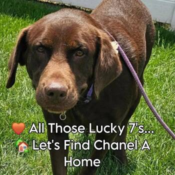 Chanel -  Chocolate Labrador Retriever Dog for Adoption in Plainfield, Illinois - Chanel | PetCurious