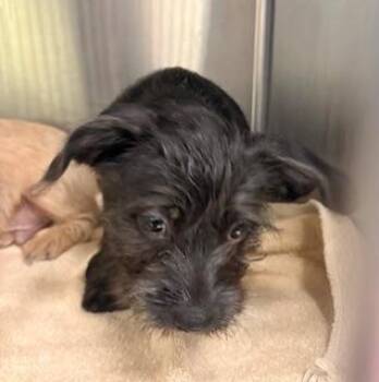 Terrier Dogs Available for Adoption in Fort Myers, Florida - PARIS | PetCurious