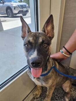 A137296 -  Mixed Breed Dog for Adoption in Palmetto, Florida - A137296 | PetCurious