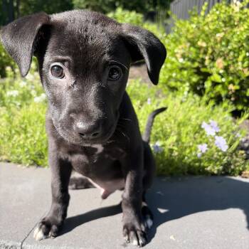 Little Sambuka - The Crowd Pleaser -  Black Labrador Retriever Dog Available for Adoption in Carolina, Carolina - Little Sambuka - The Crowd Pleaser | PetCurious