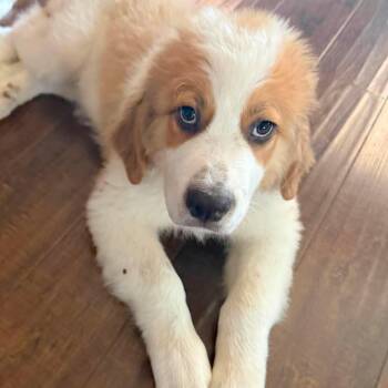 Otter -  Saint Bernard Dog for Adoption in Corpus Christi, Texas - Otter | PetCurious