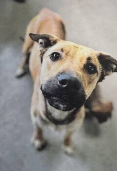 Rescue Mountain Cur Dogs for Adoption in Fort Madison, Iowa - Elsie | PetCurious