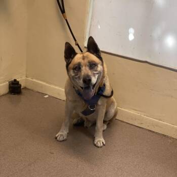 Chow Chow and German Shepherd Dog Dogs Available for Adoption in Pasadena, California - Buckly | PetCurious