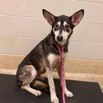 Rescue Husky Dogs for Adoption in Bristol, Indiana - Meeko | PetCurious