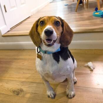 Sophie -  Beagle Dog for Adoption in Bothell, Washington - Sophie | PetCurious