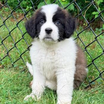 CT Grayson -  Saint Bernard Dog for Adoption in Stormville, New York - CT Grayson | PetCurious