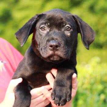 CT Tasso -  Labrador Retriever and Mixed Breed Dog for Adoption in Eastford, Connecticut - CT Tasso | PetCurious