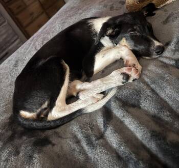 Boujee -  Australian Shepherd Dog for Adoption in Brooklyn Center, Minnesota - Boujee | PetCurious