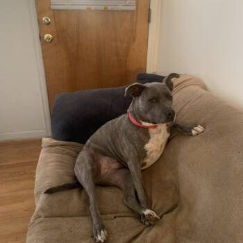 Piper -  English Bulldog Dog for Adoption in Lynchburg, Virginia - Piper | PetCurious