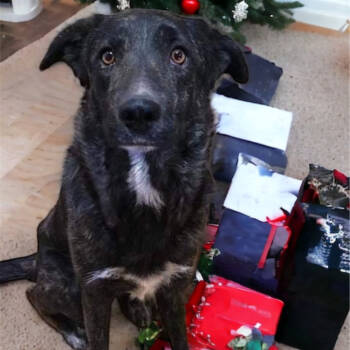 Rescue Australian Shepherd Dogs for Adoption in Phoenix, Arizona - Lola | PetCurious