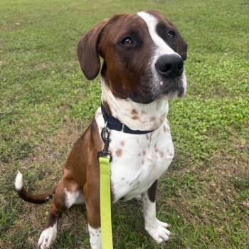 Mixed Breed Dogs Available for Adoption in Sarasota, Florida - Bubba | PetCurious