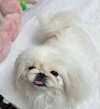 Rescue Pekingese Dogs for Adoption in Tucson, Arizona - Bianca | PetCurious
