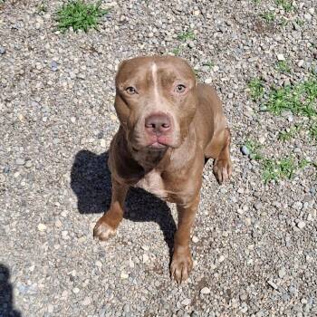 Raider -  Mixed Breed Dog for Adoption in Fairport, New York - Raider | PetCurious