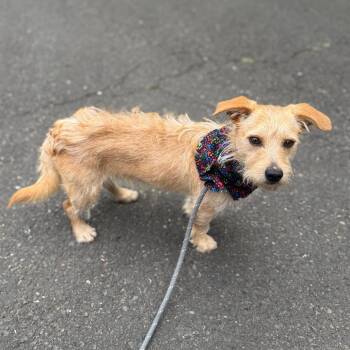 Gentry -  Chihuahua and Mixed Breed Dog for Adoption in Newberg, Oregon - Gentry | PetCurious