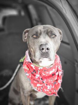 Rescue Pit Bull Terrier Dogs for Adoption in Mokena, Illinois - Franco | PetCurious