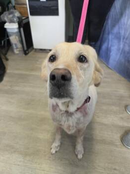 Yellow Labrador Retriever and Australian Shepherd Dogs Available for Adoption in Medina, Ohio - Athena Marie-Not Accepting Applications Yet! | PetCurious