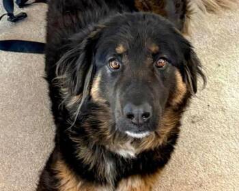 Sierra - beautiful Bernese mix -  Bernese Mountain Dog and Anatolian Shepherd Dog for Adoption in Boulder, Colorado - Sierra - Beautiful Bernese Mix | PetCurious