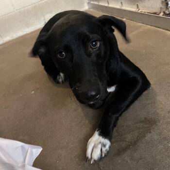 Trinket -  Labrador Retriever and Mixed Breed Dog for Adoption in Edinburg, Texas - Trinket | PetCurious