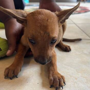Prince -  Australian Kelpie and Mixed Breed Dog for Adoption in Washington, Pennsylvania - Prince | PetCurious