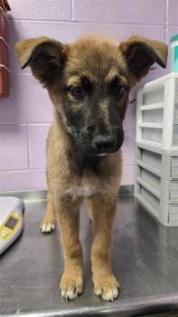 Shepherd and Mixed Breed Dogs Available for Adoption - 60784198 | PetCurious
