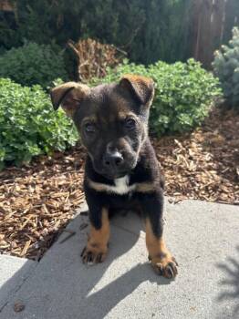 Chihuahua Dogs Available for Adoption in Fort Lupton, Colorado - Bonus | PetCurious