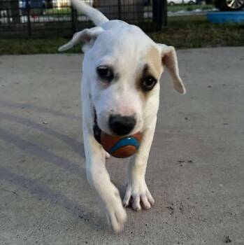Rescue Mixed Breed Dogs for Adoption in Kempner, Texas - Jasmine | PetCurious
