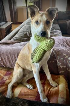 Cyrus -  Australian Cattle Dog Blue Heeler and Australian Shepherd Dog for Adoption in Chinle, Arizona - Cyrus | PetCurious