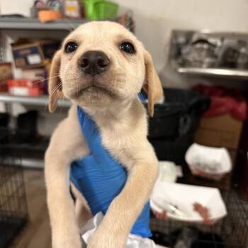 Mixed Breed Dogs Available for Adoption in Edinburg, Texas - Minnie | PetCurious