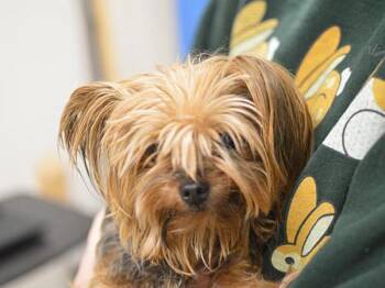 Serenity -  Yorkshire Terrier Dog for Adoption in Portland, Oregon - Serenity | PetCurious