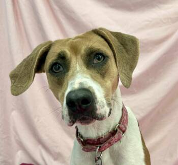 Rescue Coonhound Dogs for Adoption in Springfield, Vermont - Rosie | PetCurious