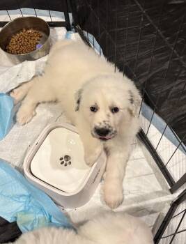 Speck DFW -  Anatolian Shepherd and Great Pyrenees Dog for Adoption in Quinlan, Texas - Speck DFW | PetCurious