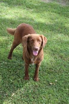Brownie -  Australian Shepherd and Labrador Retriever Dog for Adoption in Port Allen, Louisiana - Brownie | PetCurious