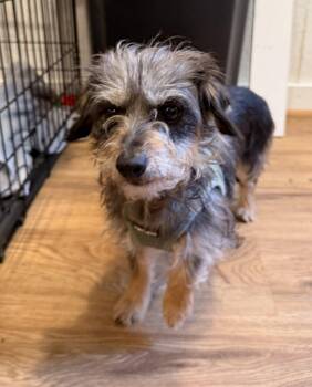 Suzy -  Wirehaired Terrier Dog for Adoption in Kings Mountain, North Carolina - Suzy | PetCurious