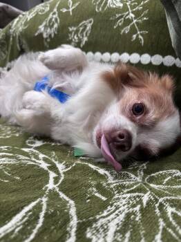 Sammie -  Chihuahua Dog for Adoption in Candler, North Carolina - Sammie | PetCurious