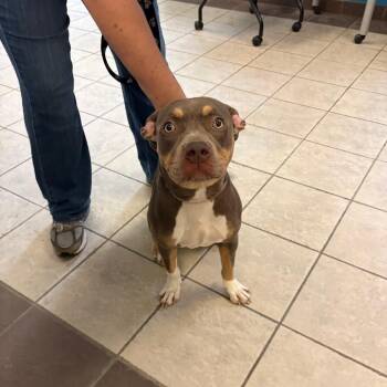 10/10/2026-Stray-PembrookDrive-1 -  Mixed Breed Dog for Adoption in Columbus, Georgia - 10/10/2026-Stray-PembrookDrive-1 | PetCurious
