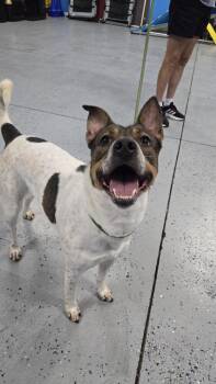 Lilly -  Cattle Dog Dog for Adoption in Azalea Park, Florida - Lilly | PetCurious